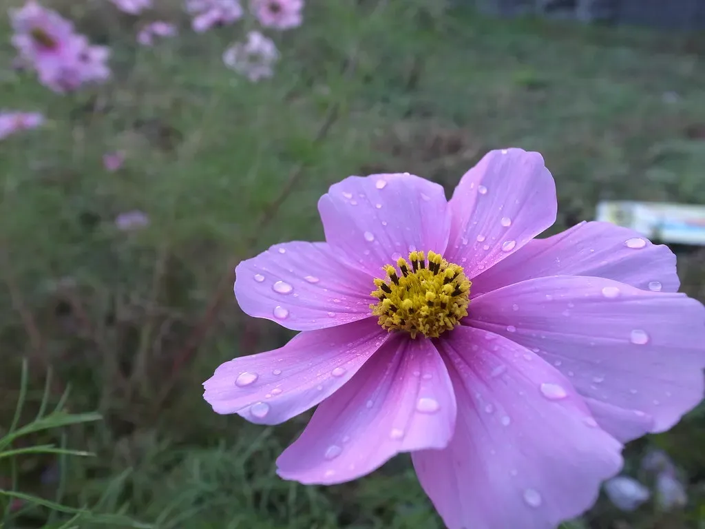 1. Cosmos (matsuyuki, Flickr, CC BY-SA 2.0)