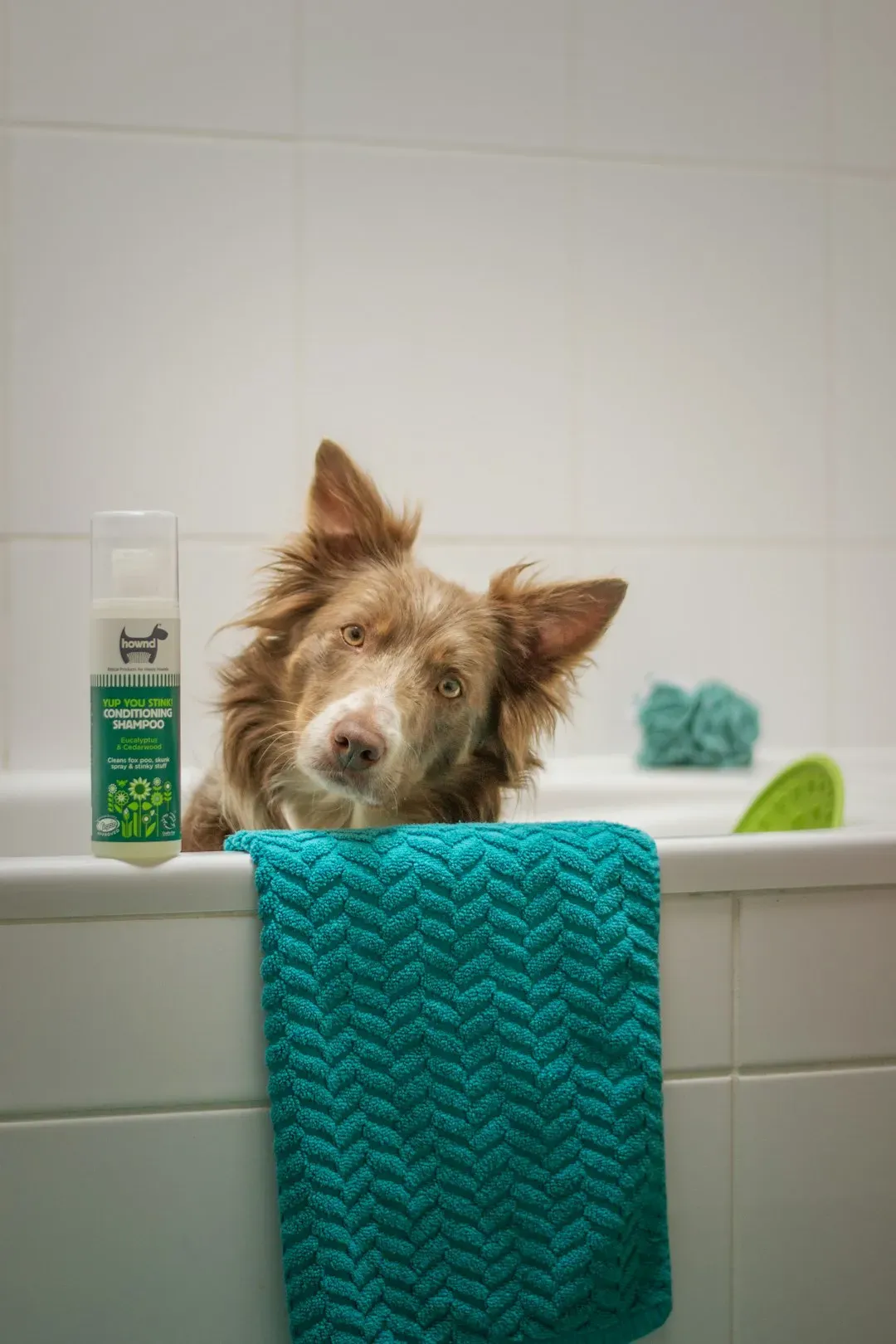 Giving the Dog a Bath (Image Credits: Unsplash)