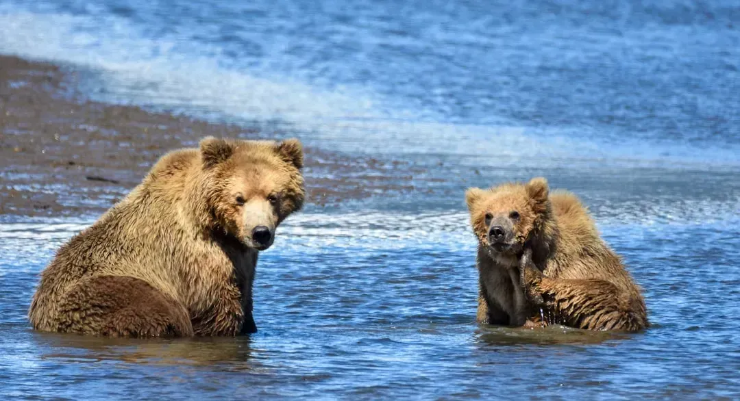 7. Katmai National Park, Alaska - World-Famous Bears, World-Class Remoteness (Image Credits: Unsplash)