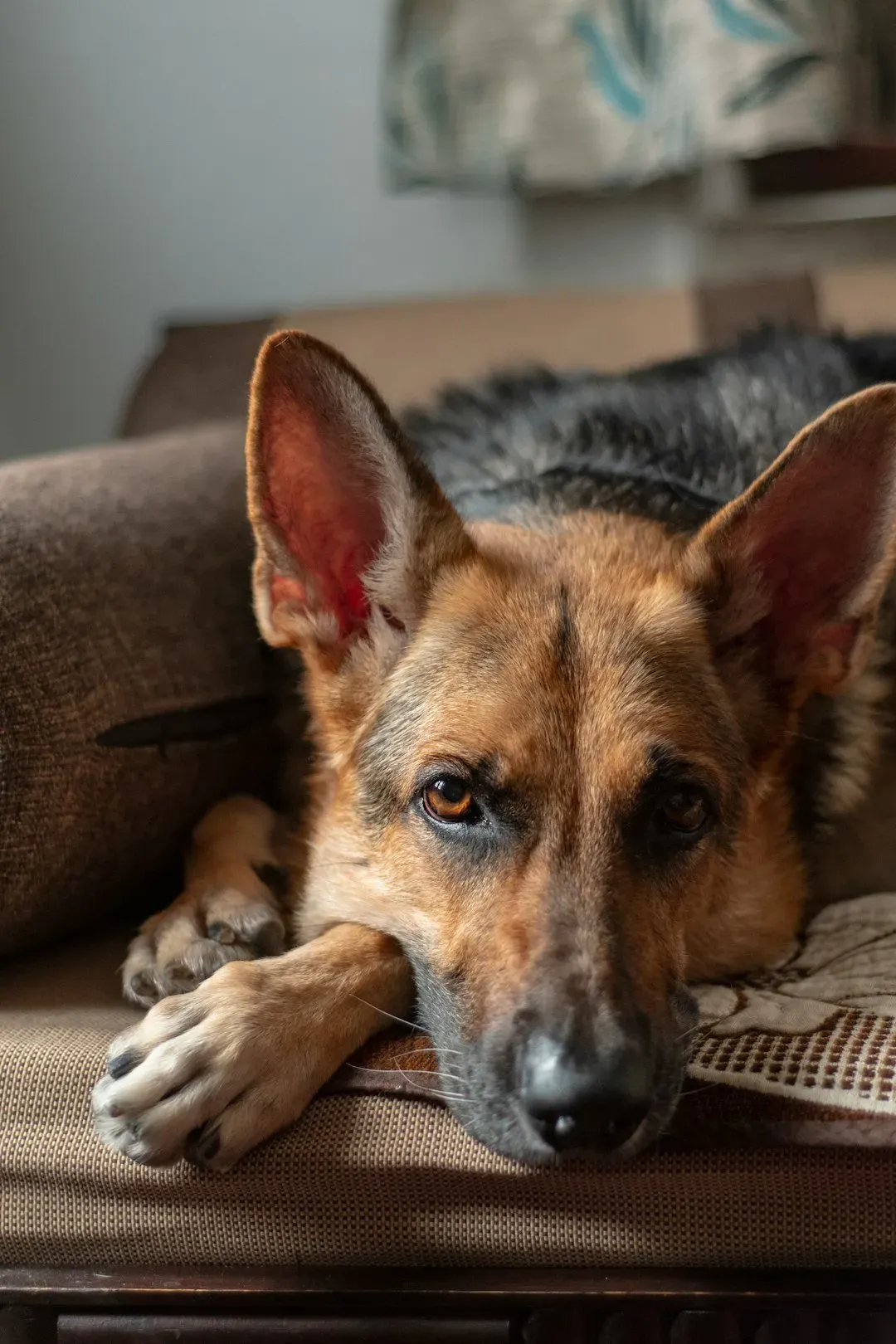 The 2025 Study of 103 Household Dogs (Image Credits: Unsplash)