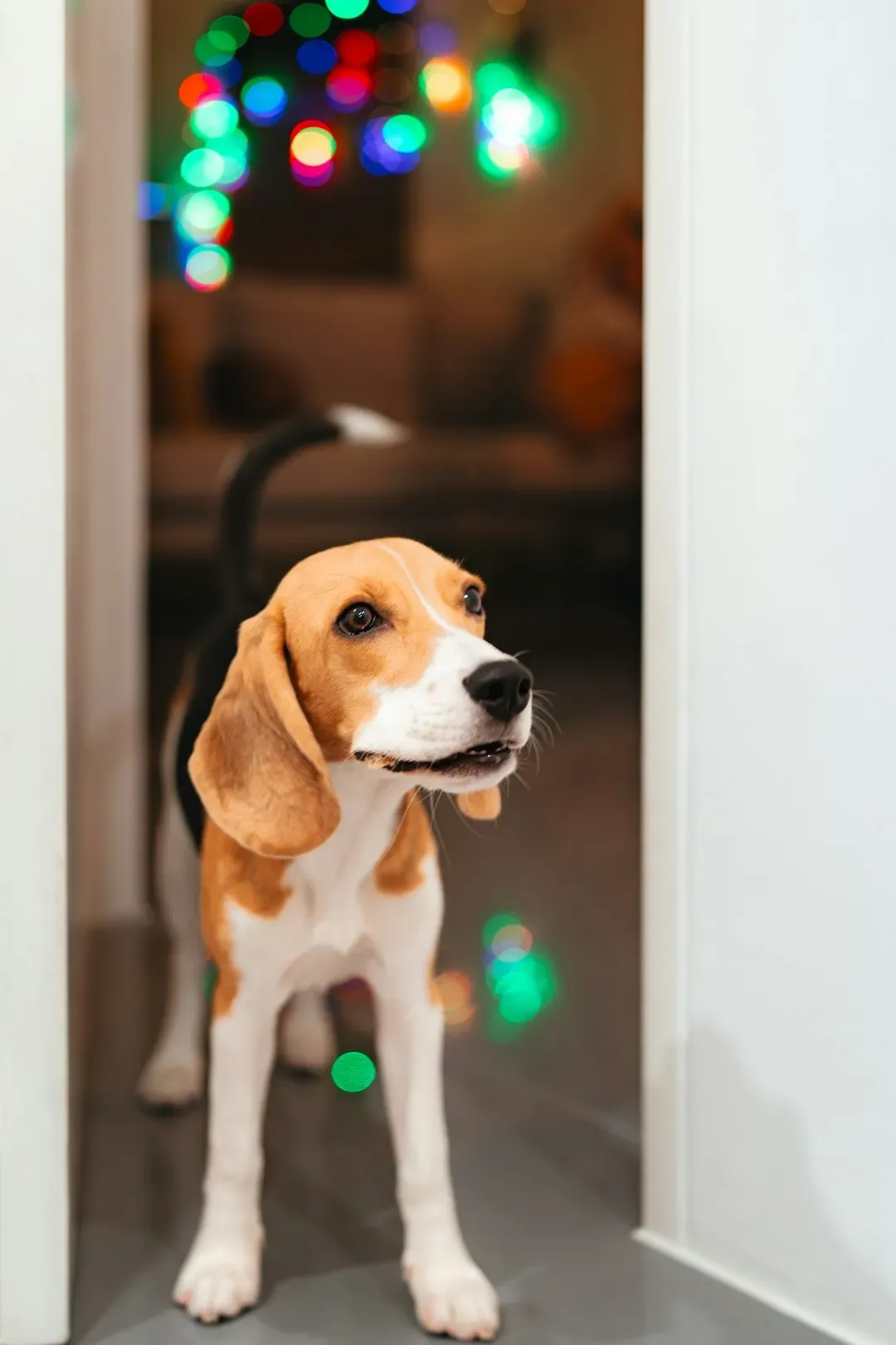 Better Hearing and Better Vision: Plausible, Unproven (Image Credits: Unsplash)