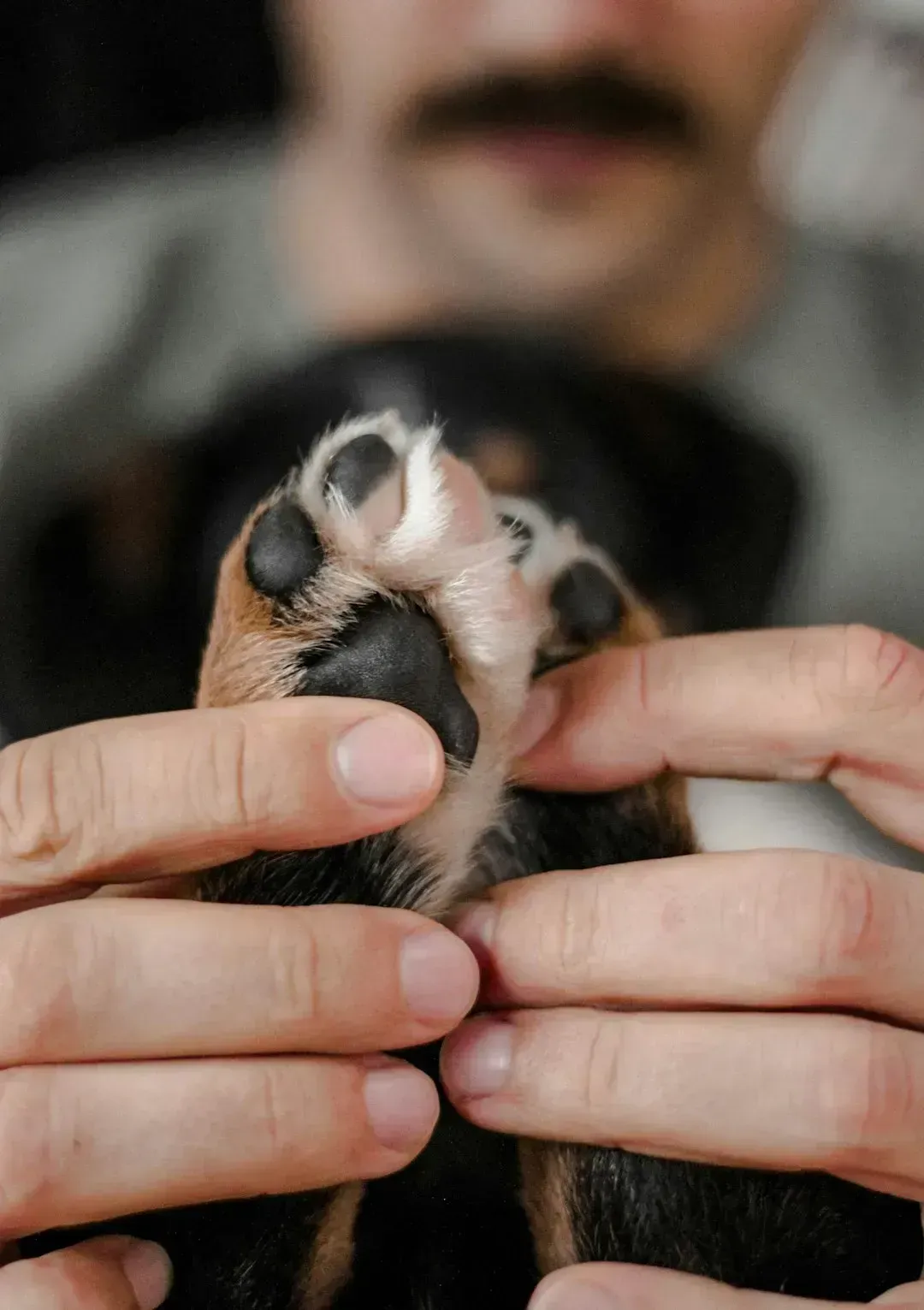 Trim Nails Little and Often (Image Credits: Unsplash)