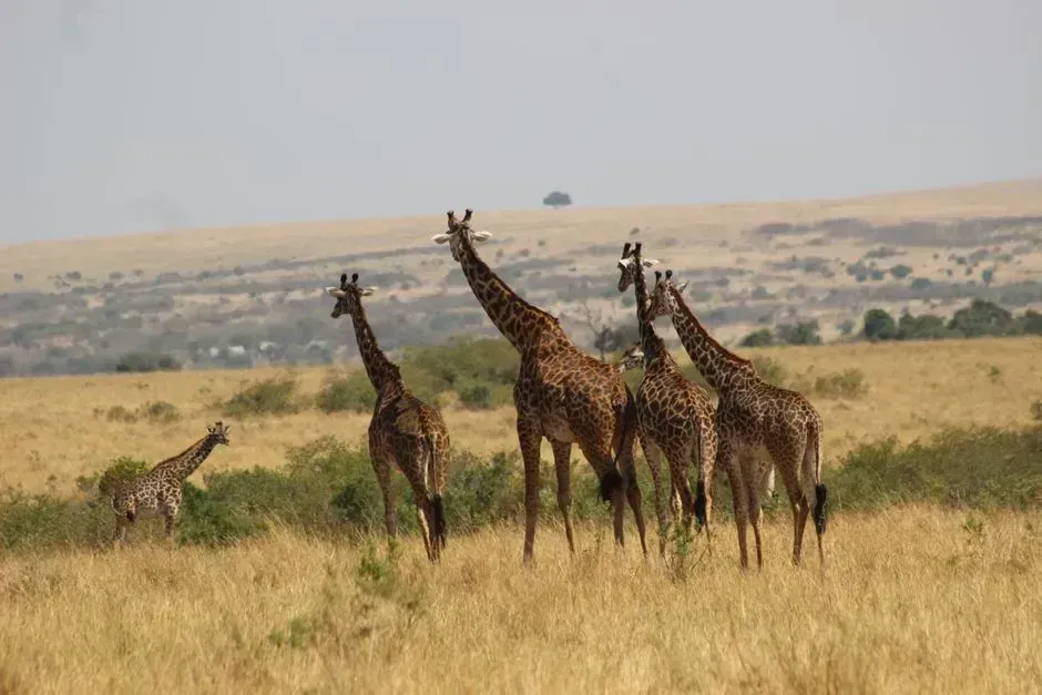 Kenya (Image Credits: Pexels)