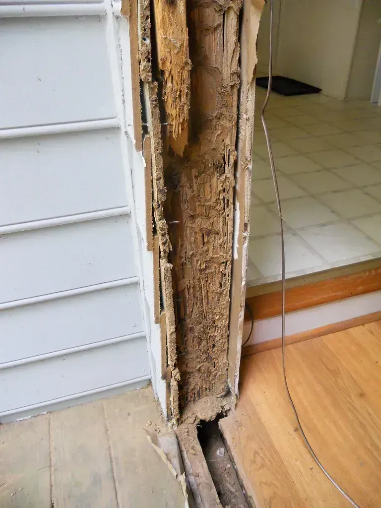 9. Pest damage and wood-destroying insects (cbb4104, Flickr, CC BY 2.0)