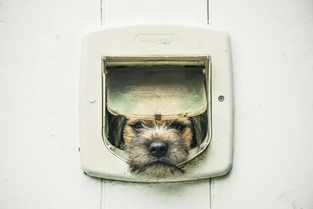 Escaping the Yard or Slipping Out the Door (Image Credits: Unsplash)
