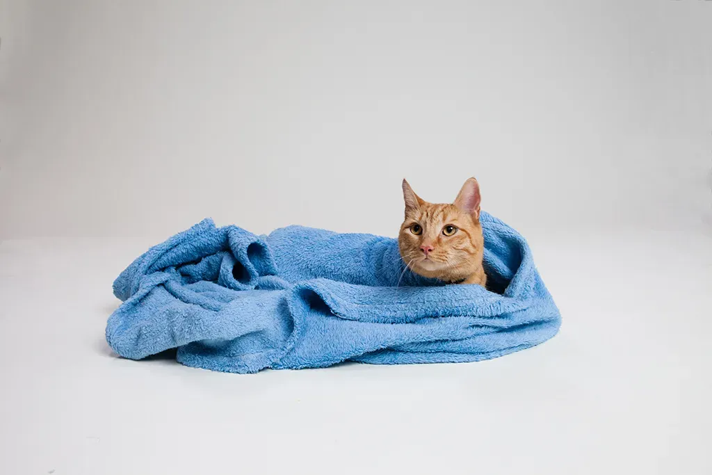 6. Familiar Bedding or a Favorite Blanket (Orange Cat in Blue Blanket, CC BY-SA 2.0)