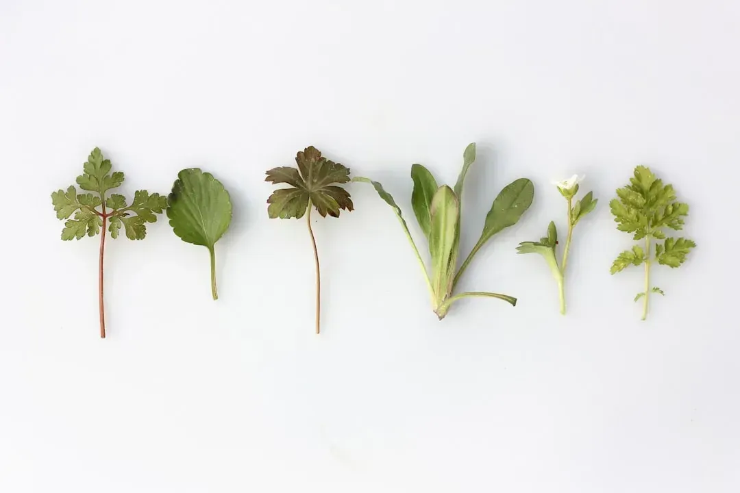 Herb Stems (Image Credits: Unsplash)