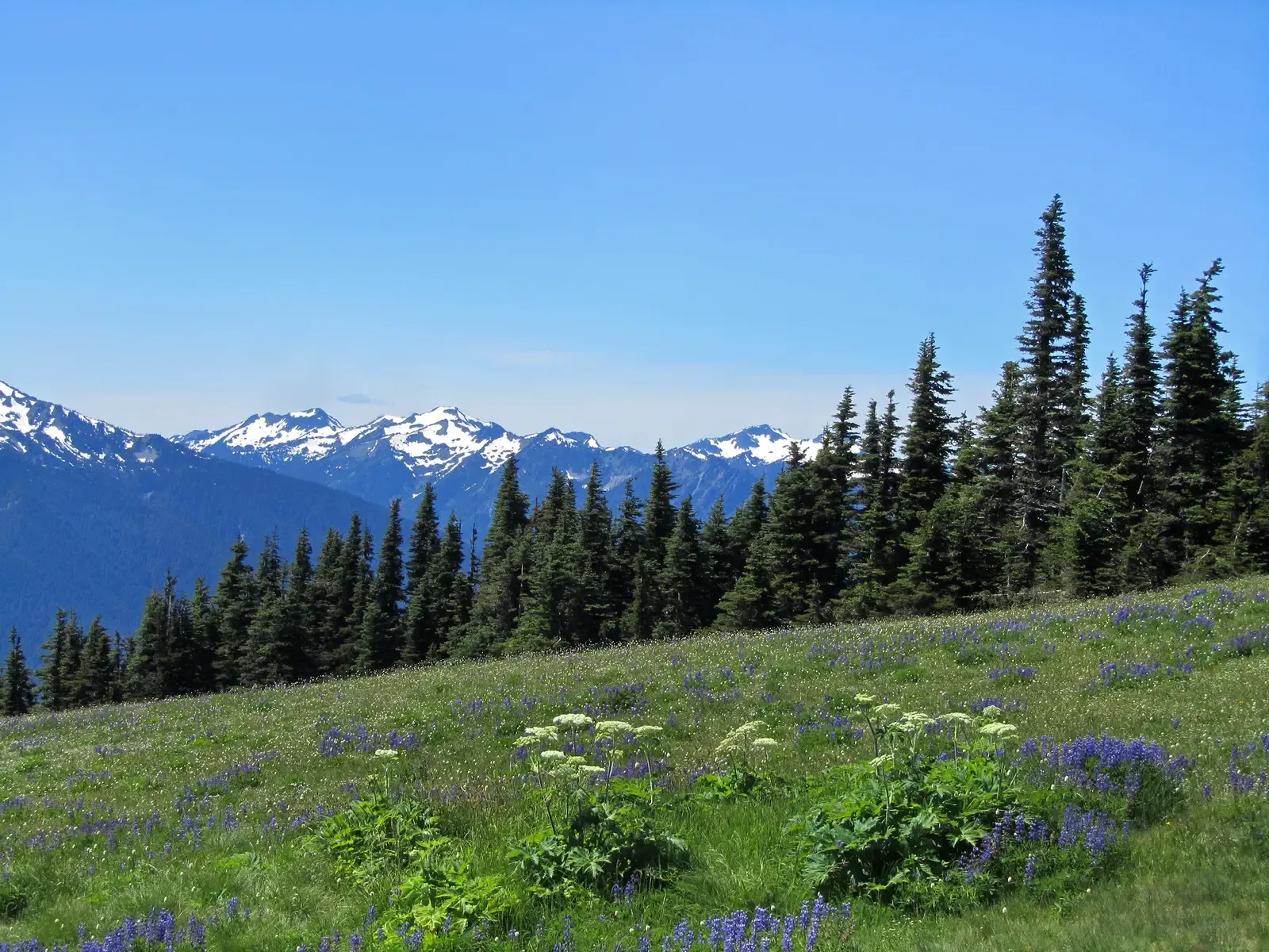 9. Olympic National Park (By Jeffhollett, CC BY-SA 4.0)