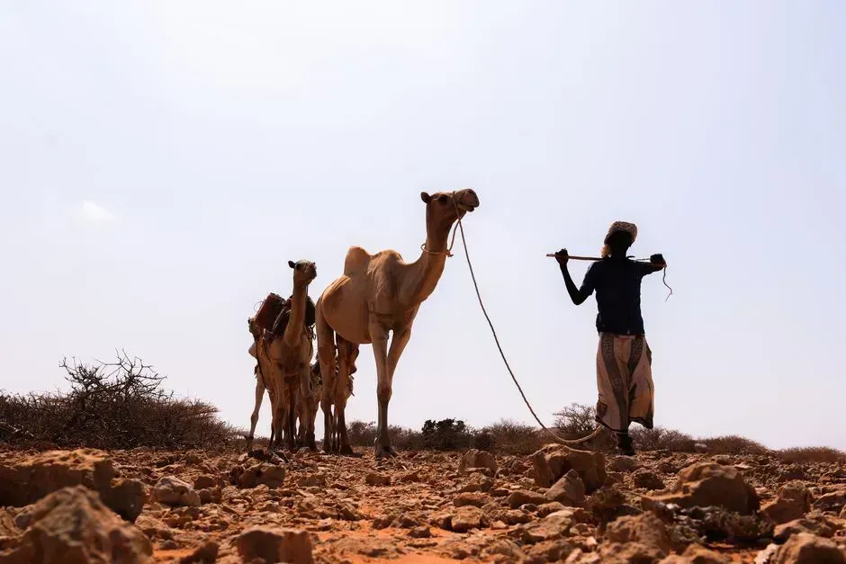 Somalia: State Collapse Meets Persistent Curiosity (Image Credits: Pexels)