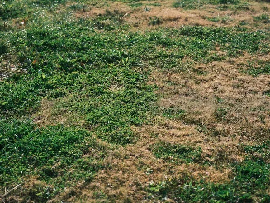 5. Fertilizing Heavy During Summer Heat (Image Credits: Pexels)