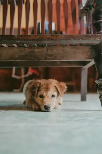 5. Keeping pets strictly separate from work life (Image Credits: Pexels)
