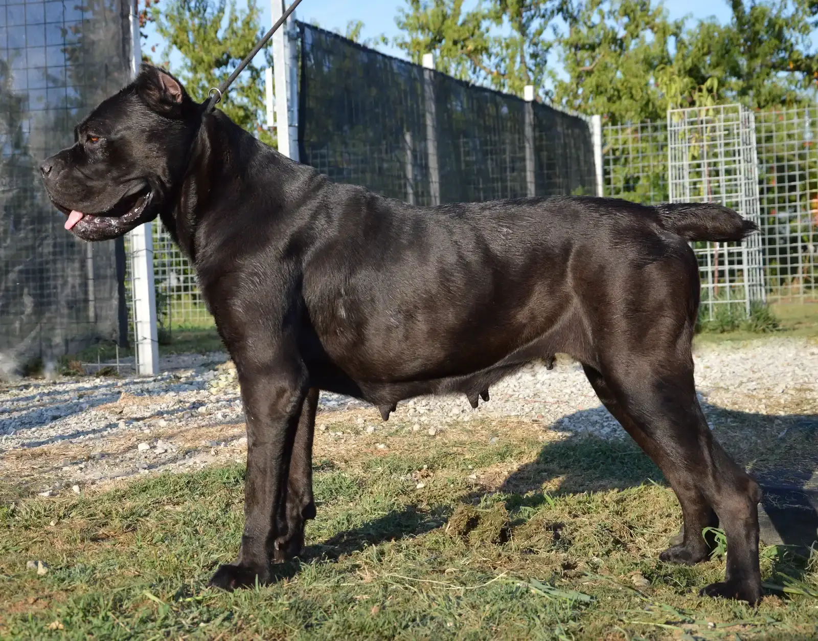 Cane Corso (By Topmoretta, CC BY-SA 4.0)