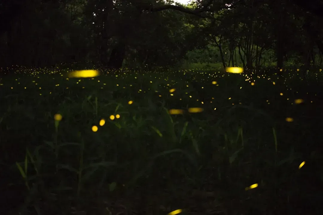 Grave of the Fireflies (1988) (Image Credits: Unsplash)