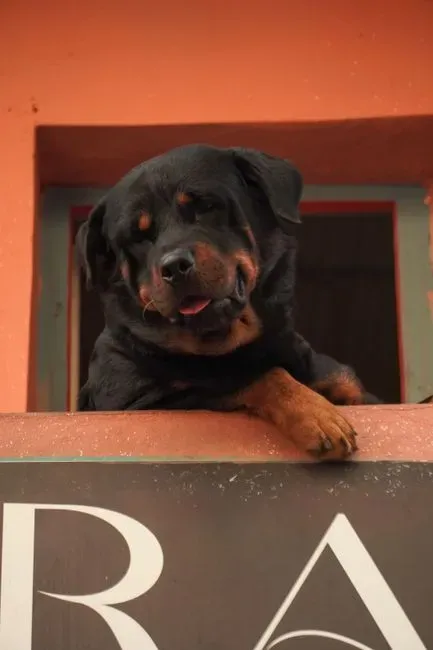 Rottweiler: Cattle Driver and Butcher's Companion (Image Credits: Pexels)