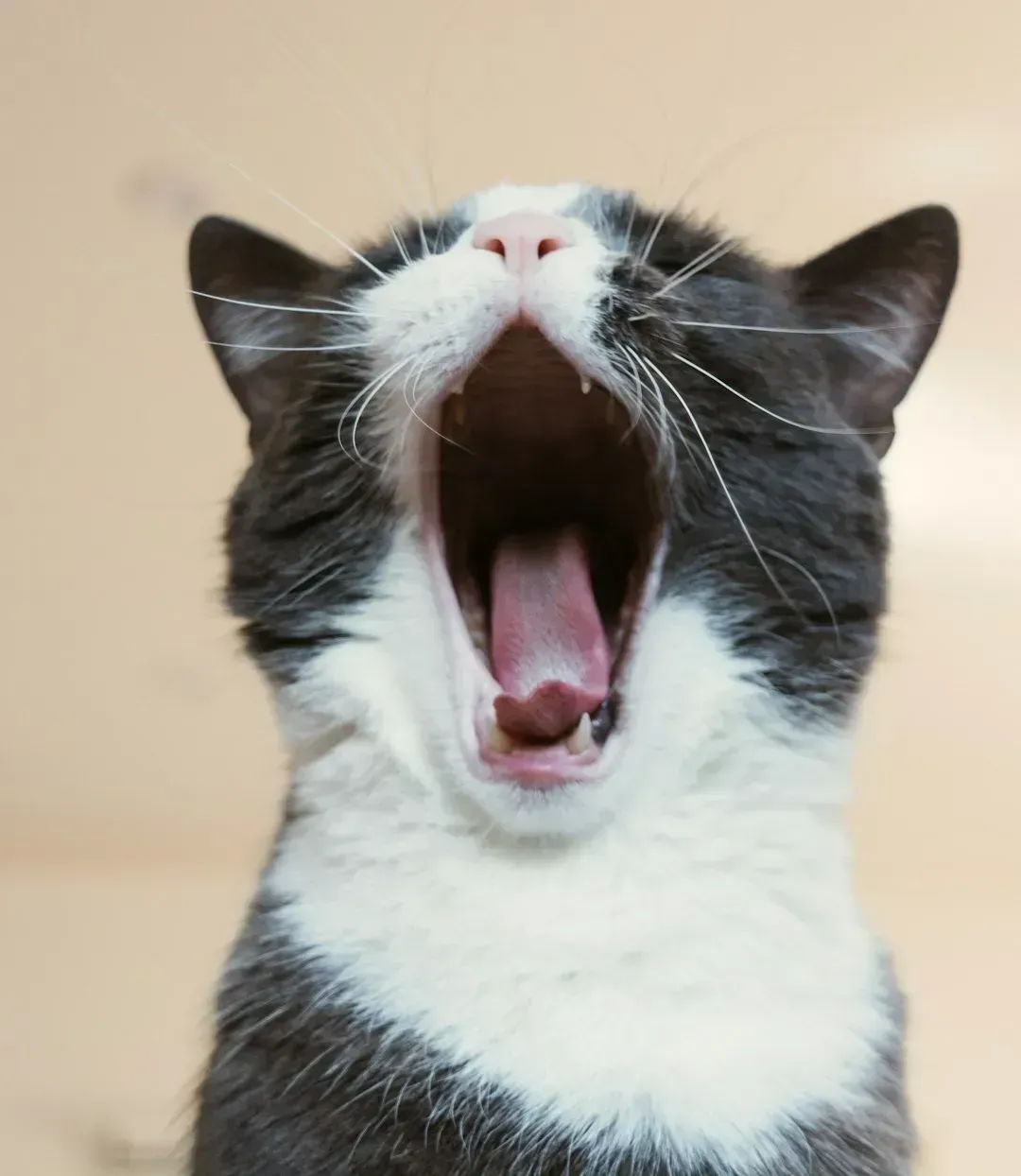 5. Chattering at birds or prey (Image Credits: Unsplash)