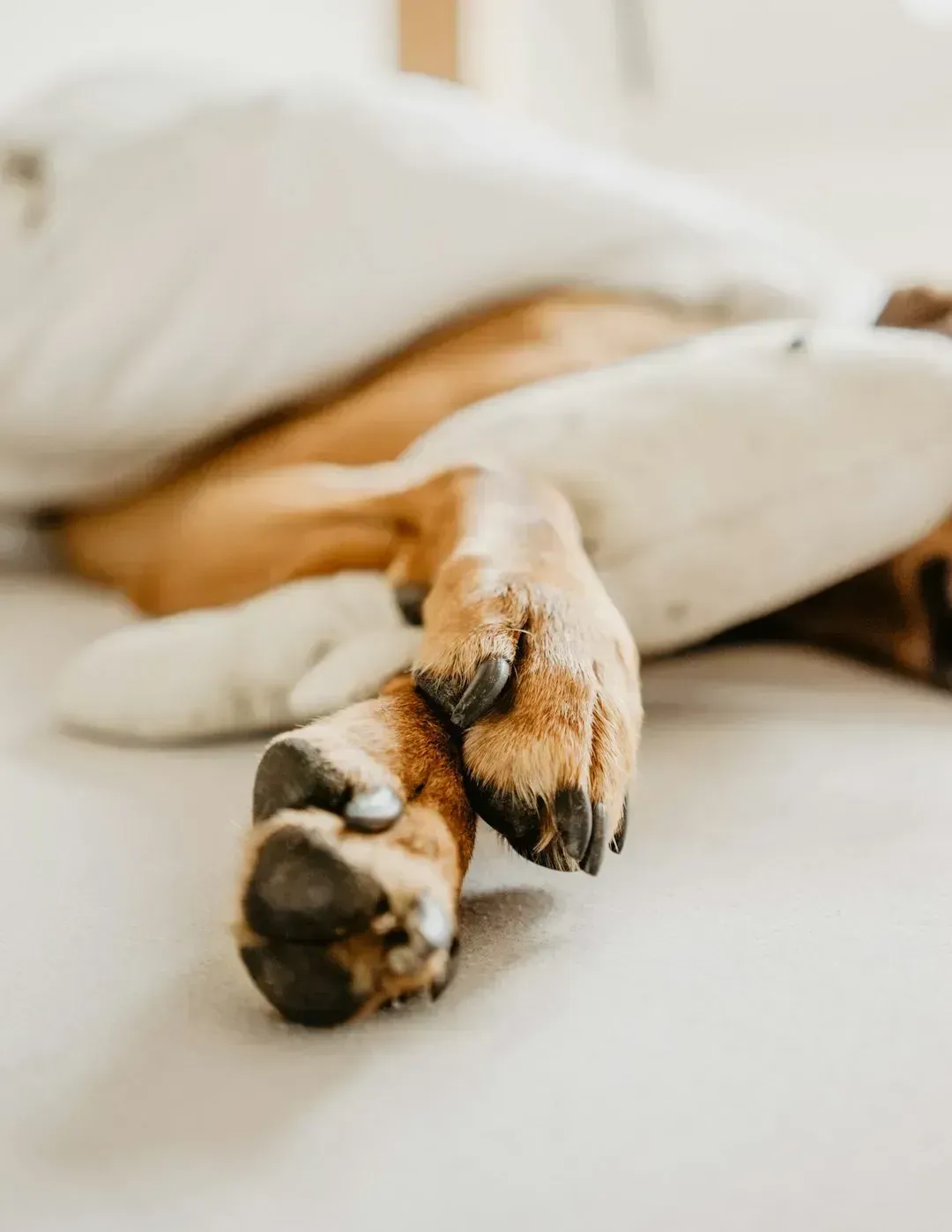 Excessive Licking or Chewing at Their Own Body (Image Credits: Unsplash)