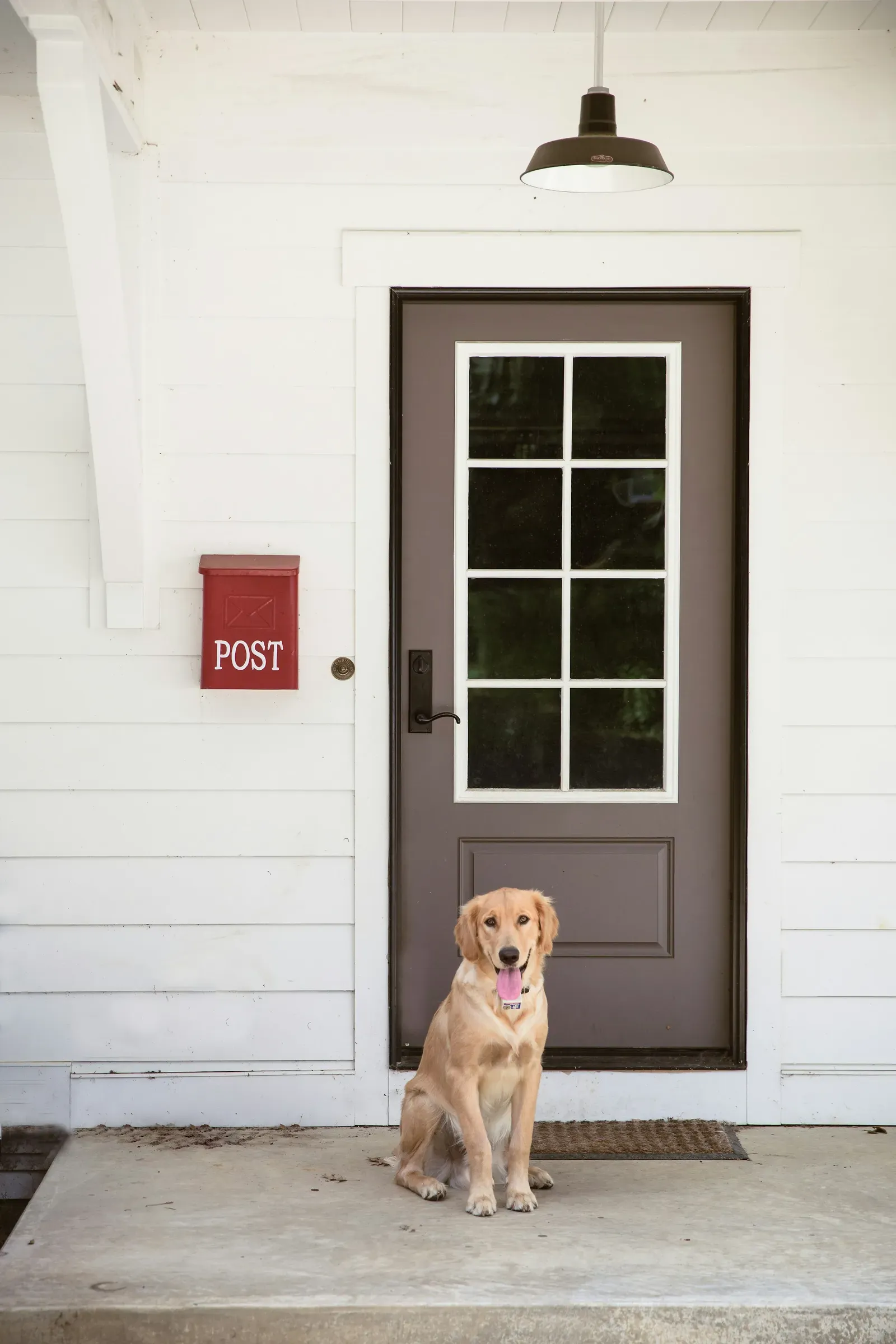 Never Take Mail From the Carrier With Your Dog Present (Image Credits: Unsplash)