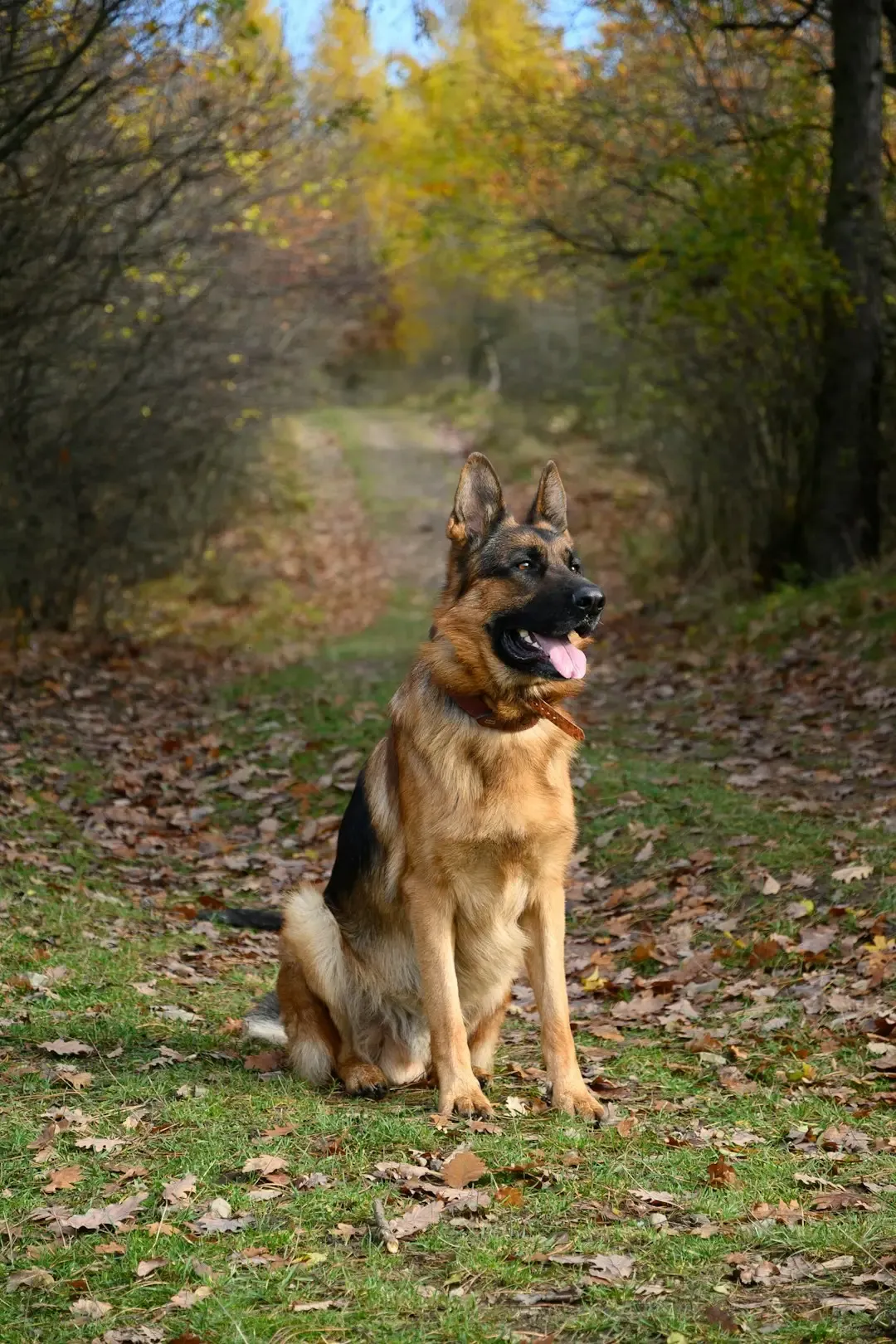 German Shepherd: Herder and Flock Guardian (Image Credits: Unsplash)