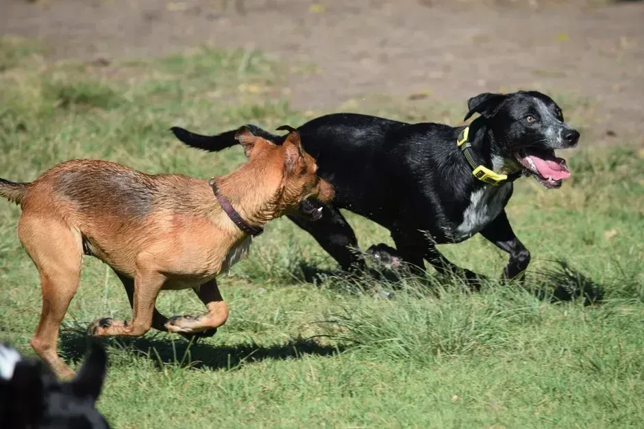 Recovery Speed With Other Dogs (Image Credits: Pexels)