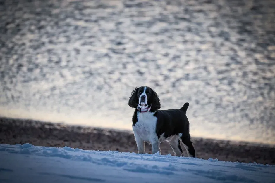 English Springer Spaniel: Game Flusher for the Gun (Image Credits: Pexels)