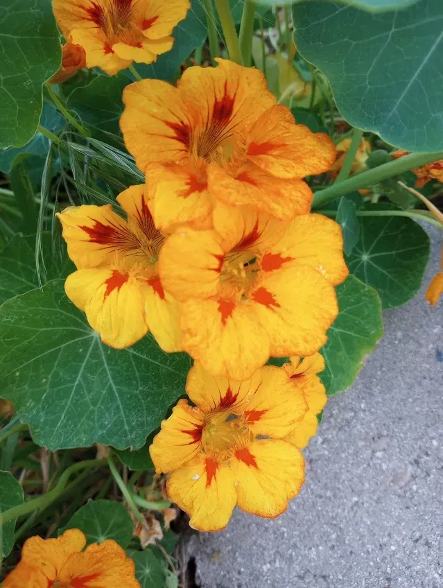 4. Nasturtiums (By NotMrBuncat, CC0)