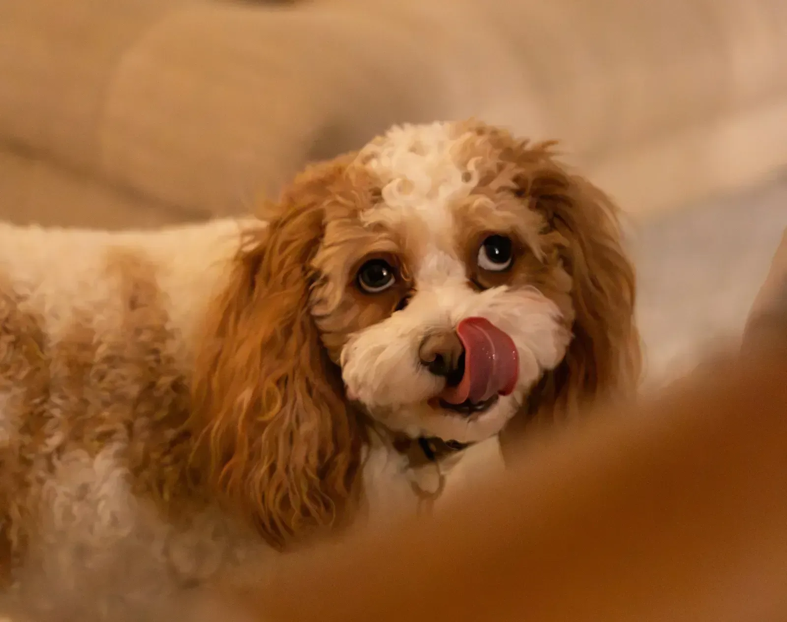 Lip and Nose Licking (Image Credits: Unsplash)
