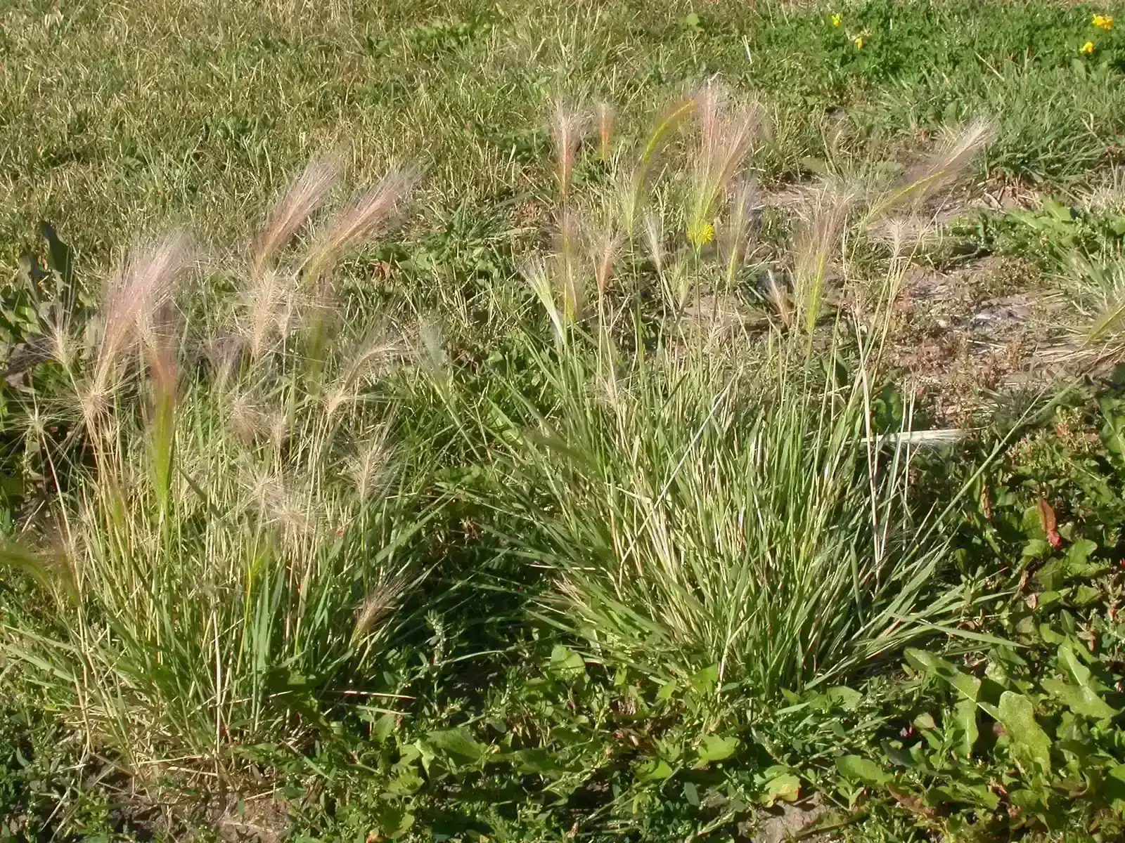 9. What's growing, or not growing, in the yard (Hordeum jubatum

Uploaded by Jacopo Werther, CC BY-SA 2.0)