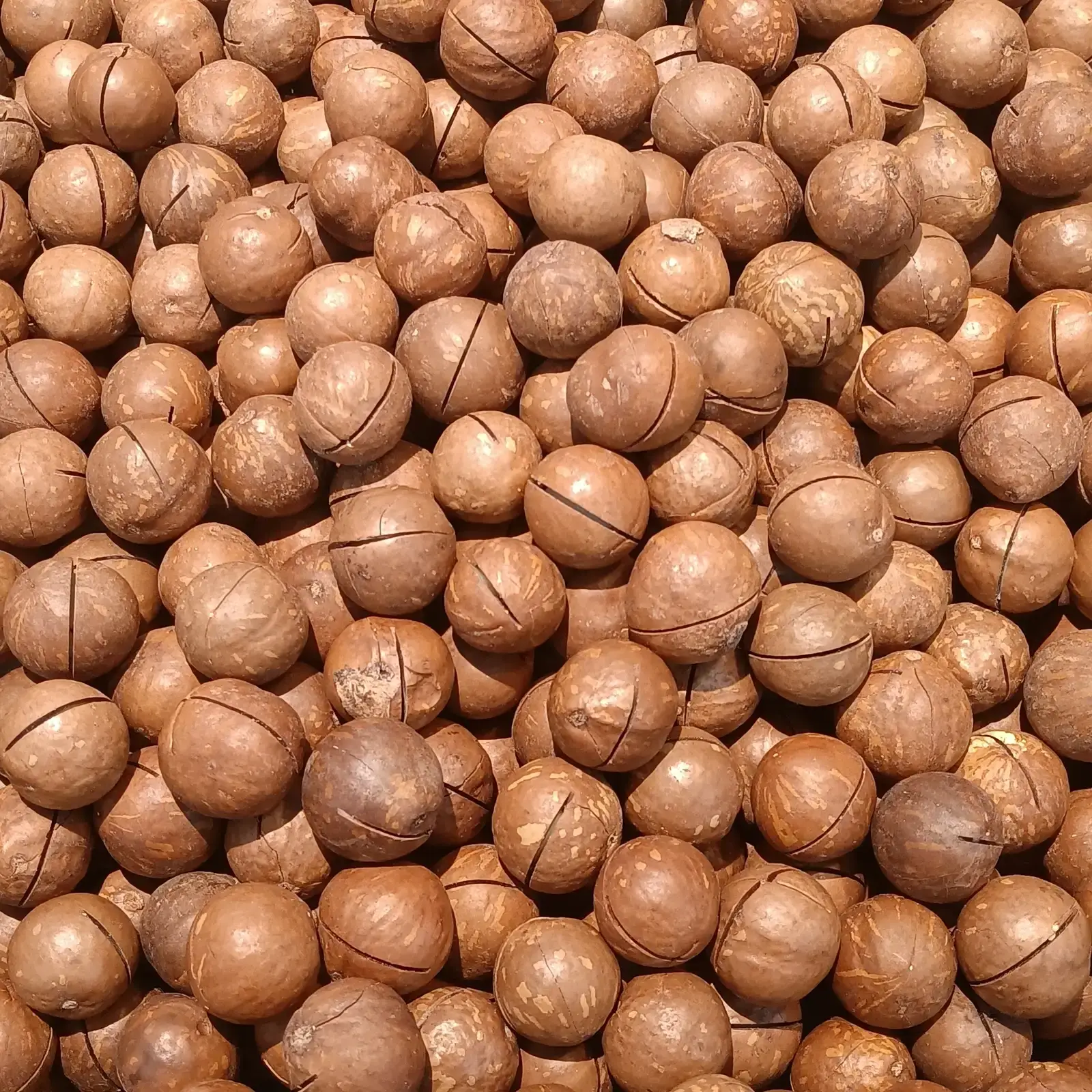 6. Macadamia nuts (By Fumikas Sagisavas, CC0)