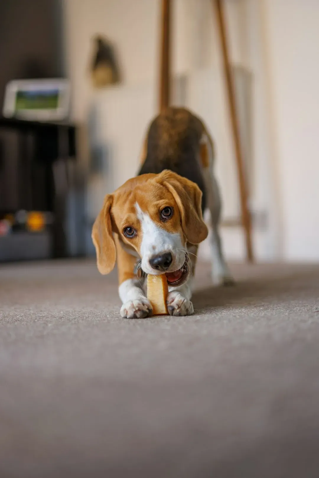 Destructive Chewing (Image Credits: Unsplash)