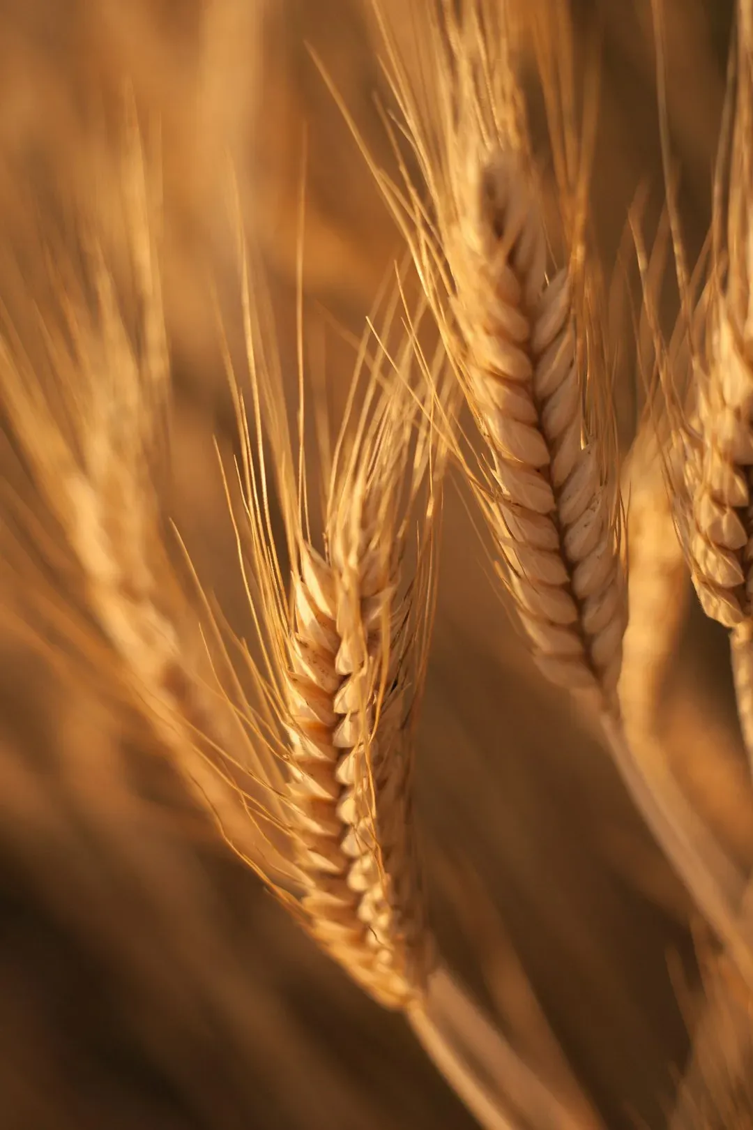 7. Barley (Image Credits: Unsplash)
