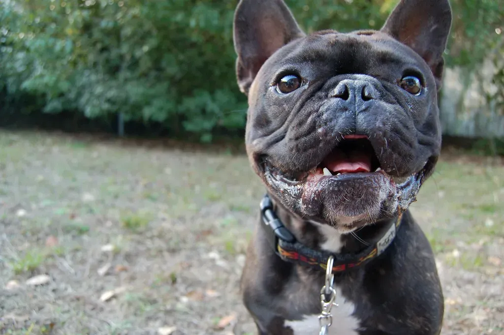 11. Winston - Noble, Strong, and Completely Timeless (elvissa, Flickr, CC BY 2.0)