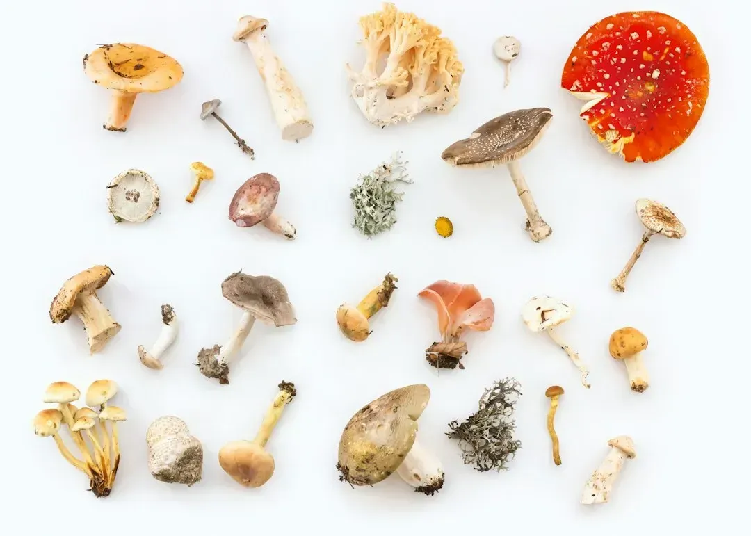 10. Foraging wild greens and mushrooms as part of regular seasonal cooking (Image Credits: Unsplash)