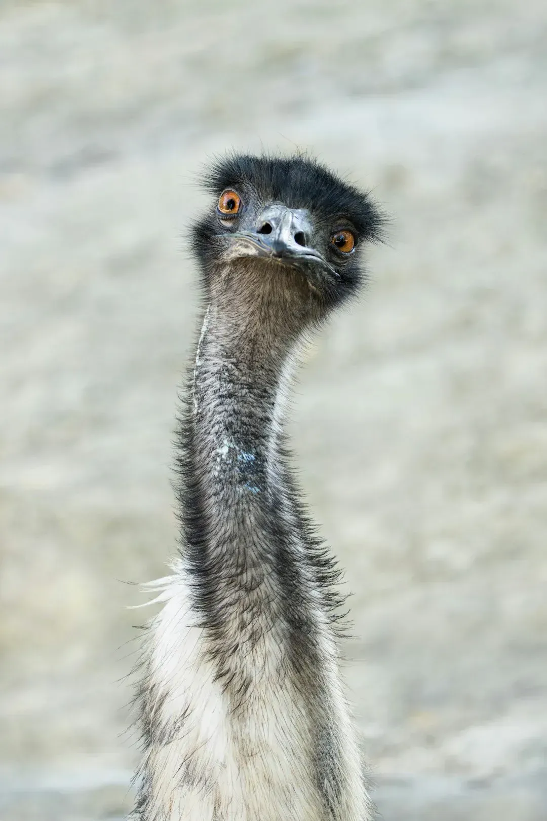 The Country That Was at War With Emus (Image Credits: Unsplash)