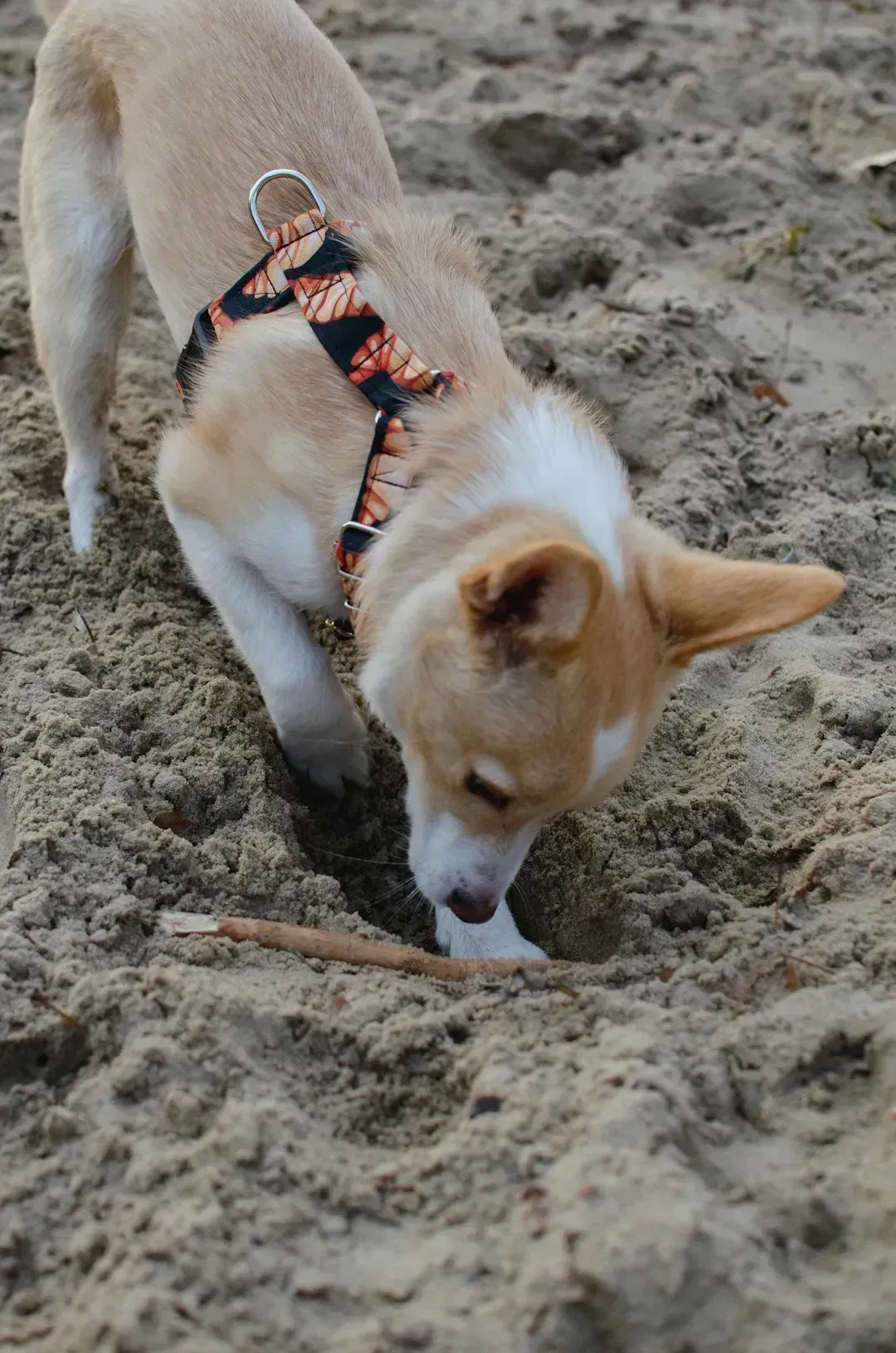 Digging in the Yard or the Couch (Image Credits: Unsplash)