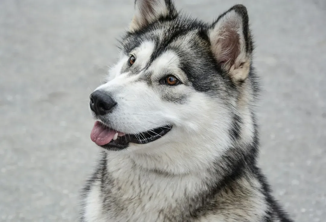 6. Alaskan Malamute (Image Credits: Unsplash)