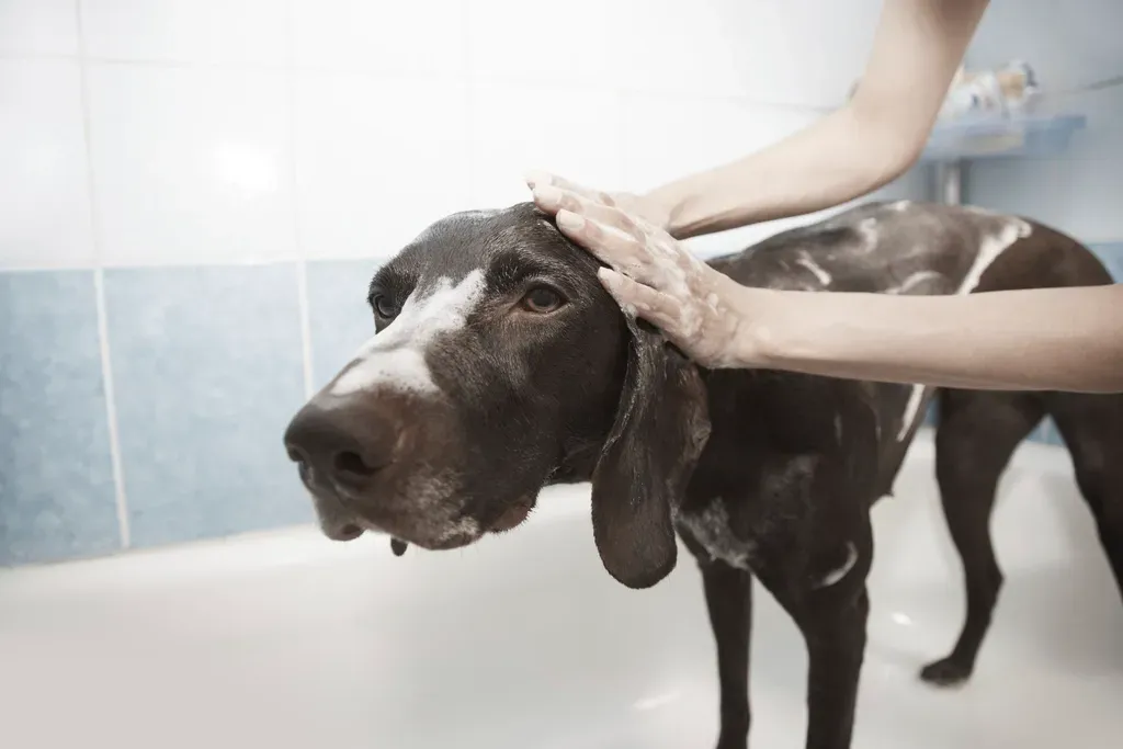 4. Tolerating being handled, brushed, and examined (Image Credits: Rawpixel)