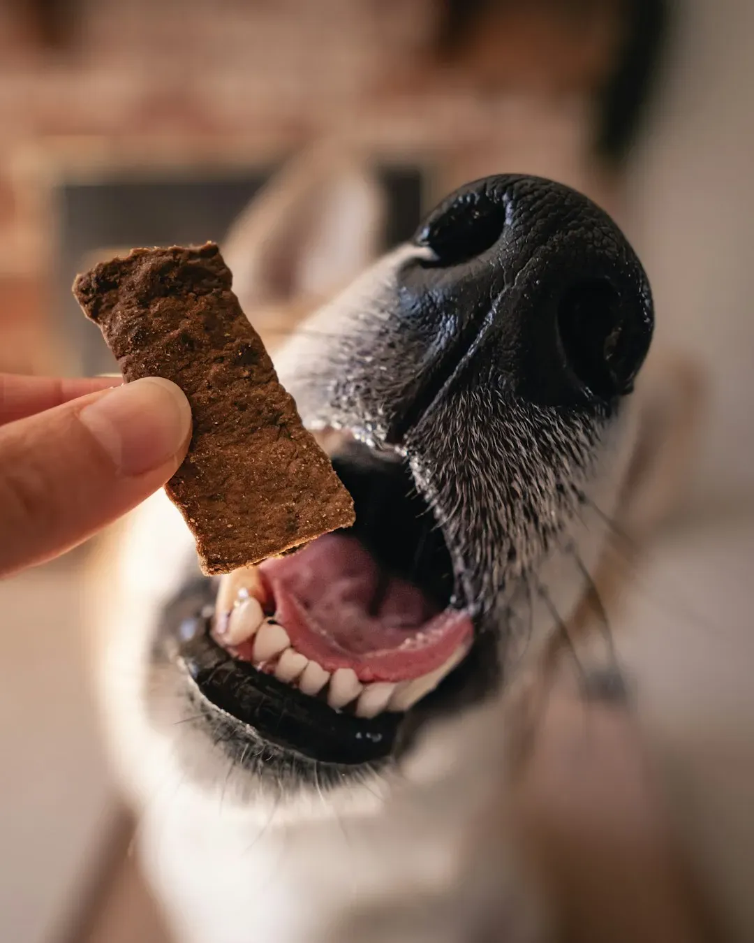 10. Leftovers and scraps treated as an acceptable occasional snack (Image Credits: Unsplash)