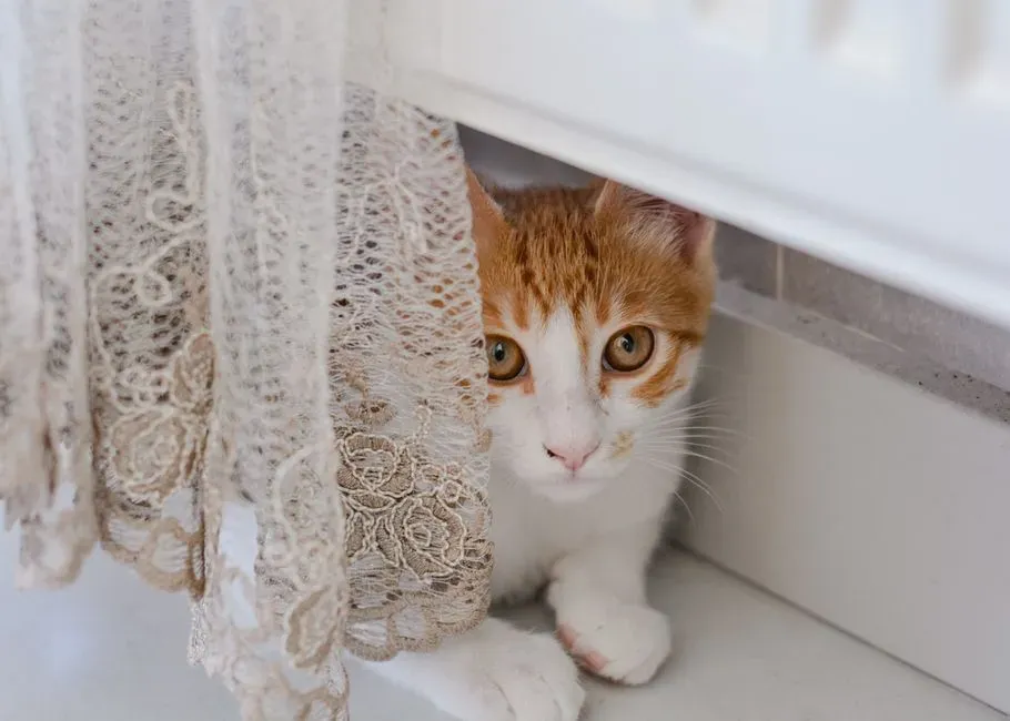 9. Subtle signs of pain the pet is trying to hide (Image Credits: Pexels)