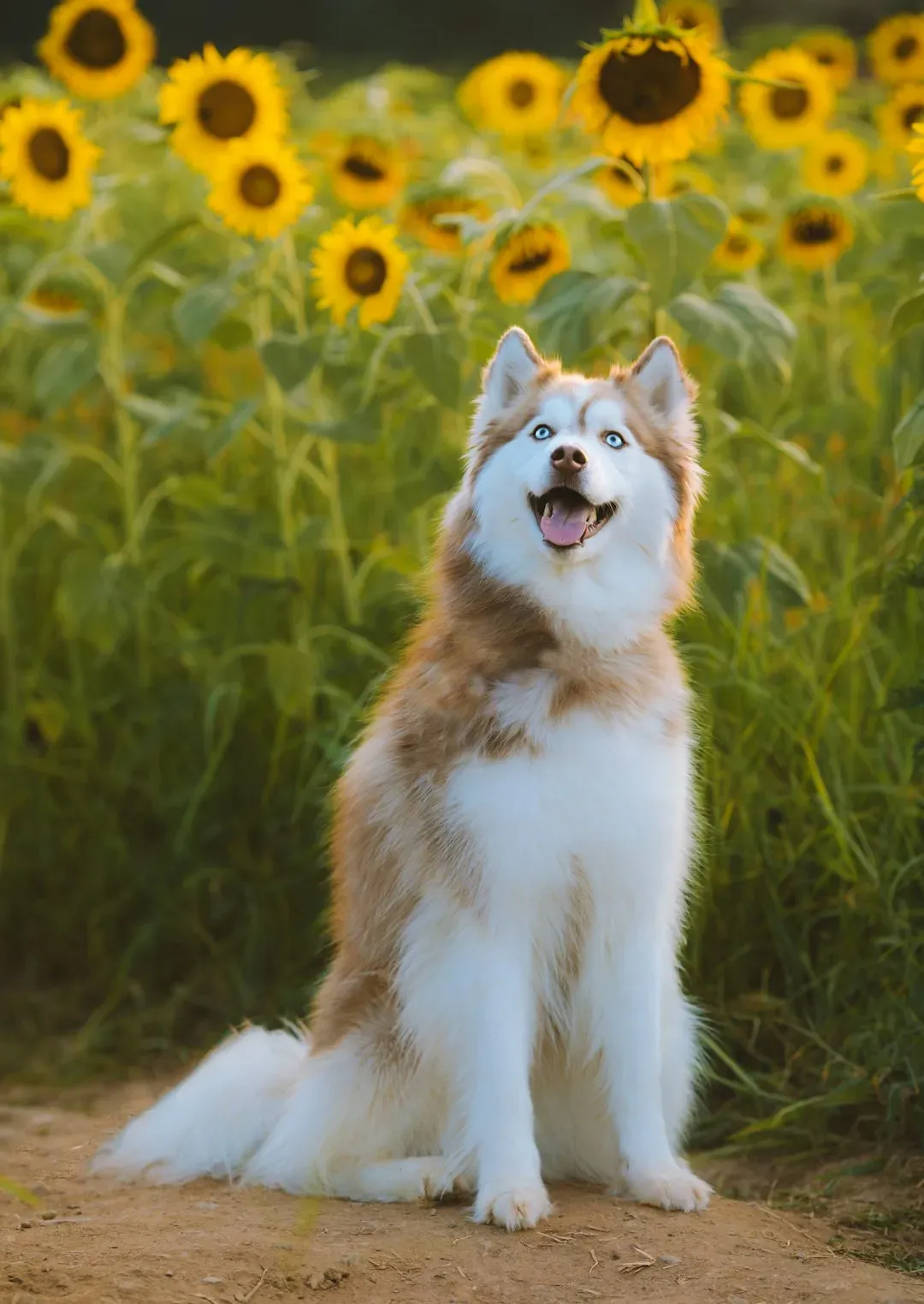 4. Siberian Husky (Image Credits: Unsplash)