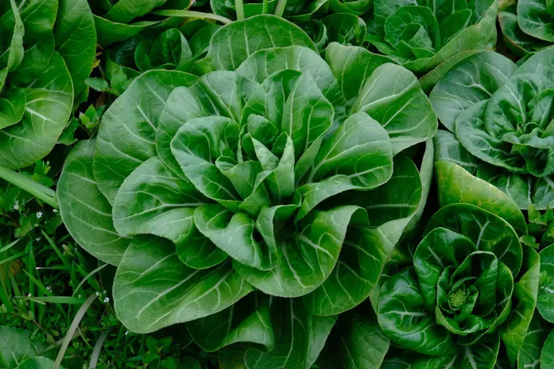 Cabbage (Image Credits: Unsplash)