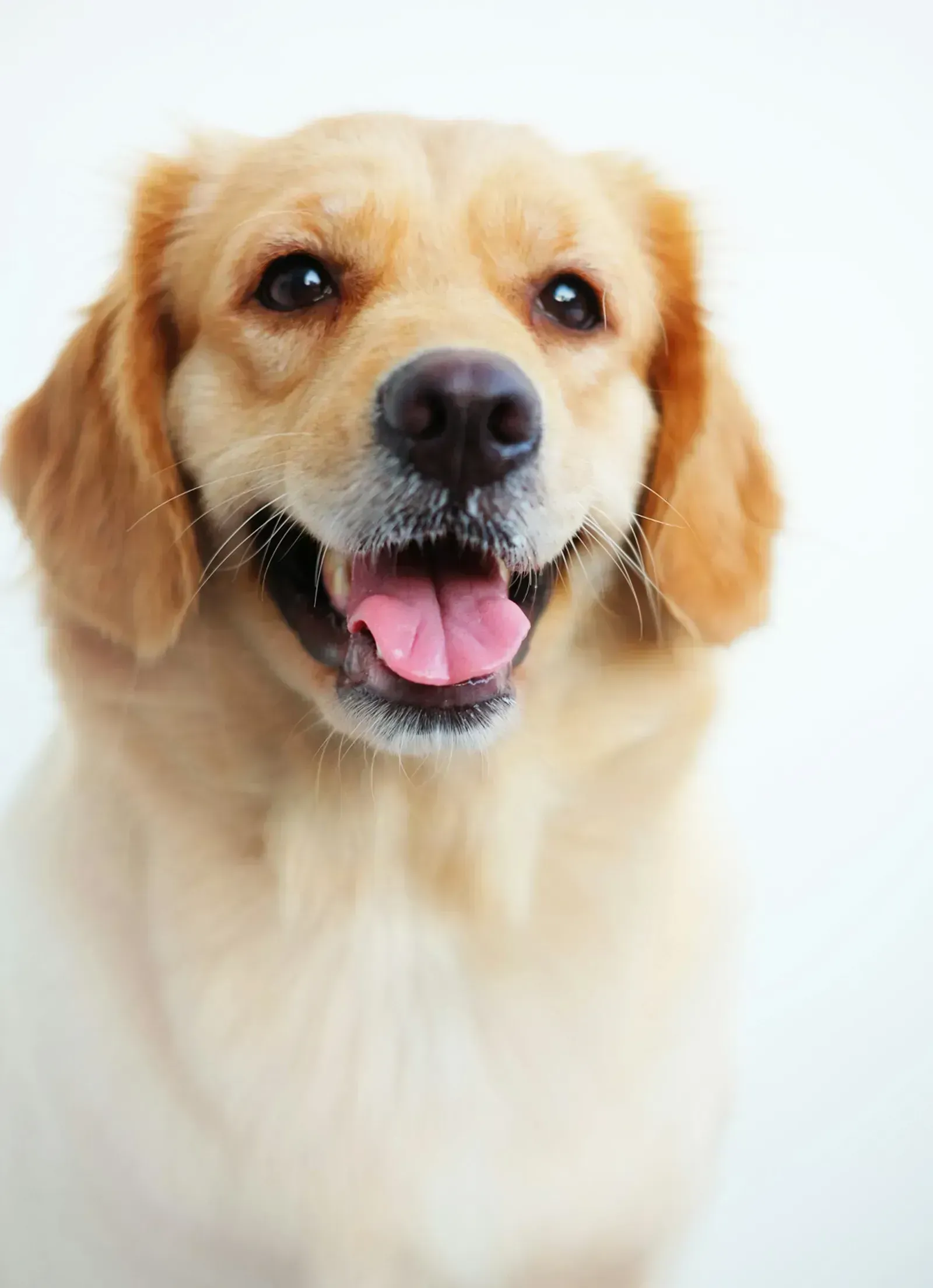 Heavy Panting Without Heat or Exercise (Image Credits: Unsplash)