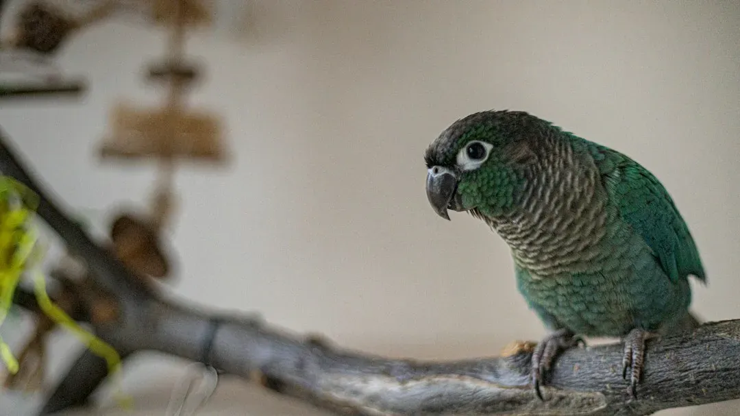 Green Cheeked Conure (Image Credits: Unsplash)