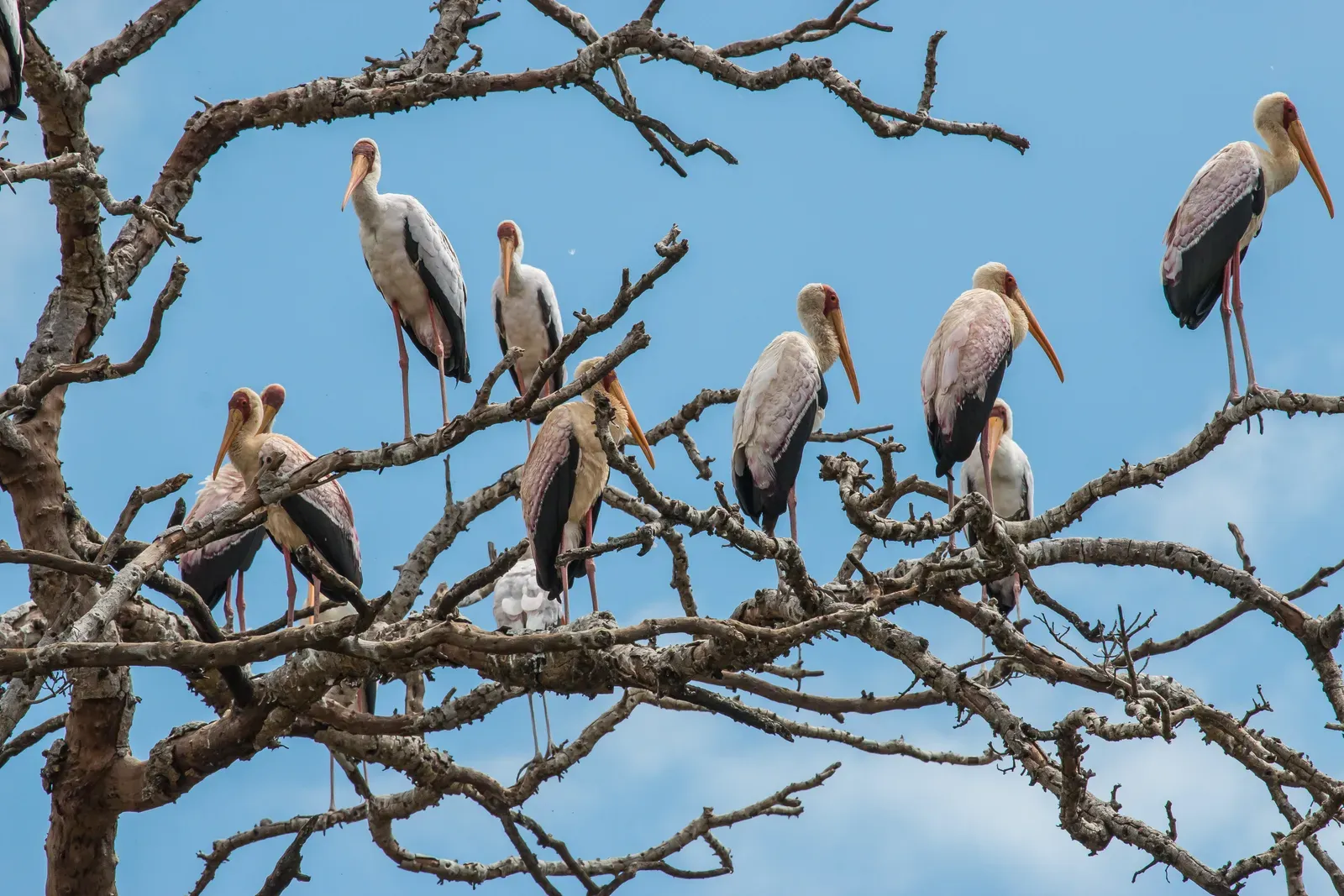 9. Tanzania (Yellow Billed Storks - Tarangire National Park - Tanzania, CC BY 2.0)