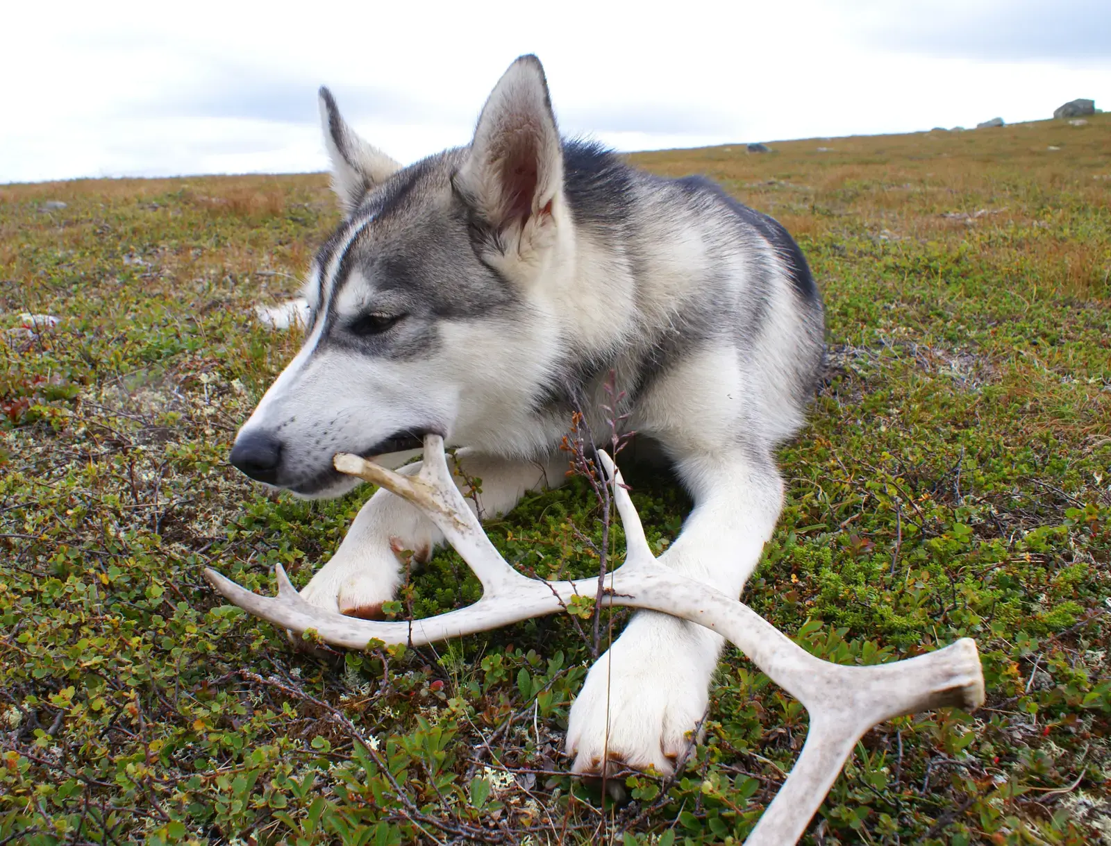 4. Real bones and deer antlers (Dagens meny: reinsdyrshorn, CC BY-SA 2.0)