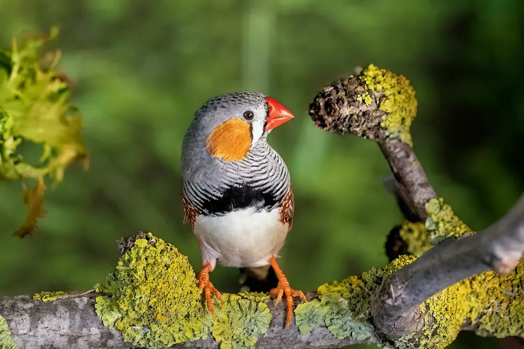 Zebra Finch (Image Credits: Unsplash)