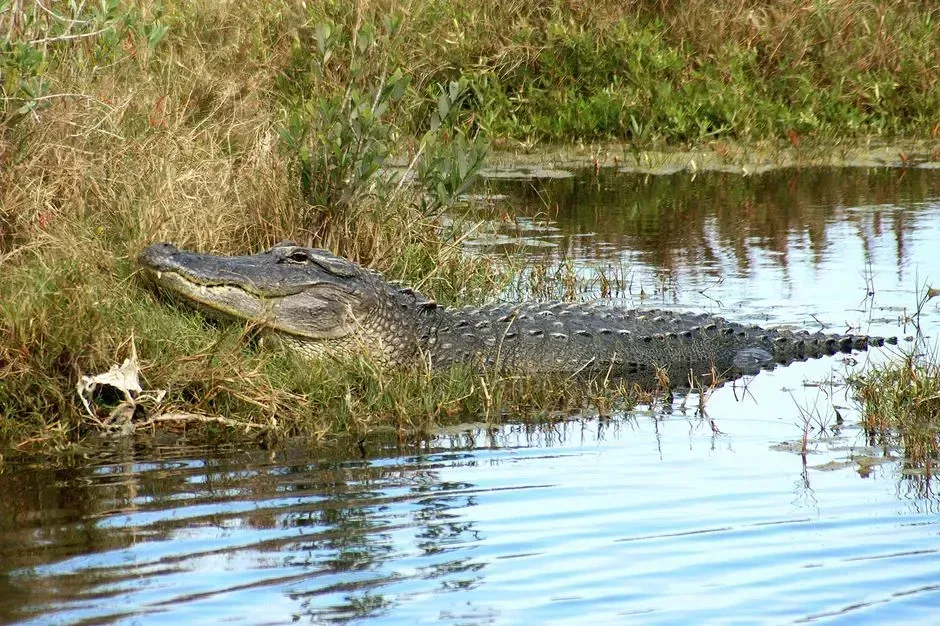 10. Everglades National Park, Florida (Image Credits: Pexels)