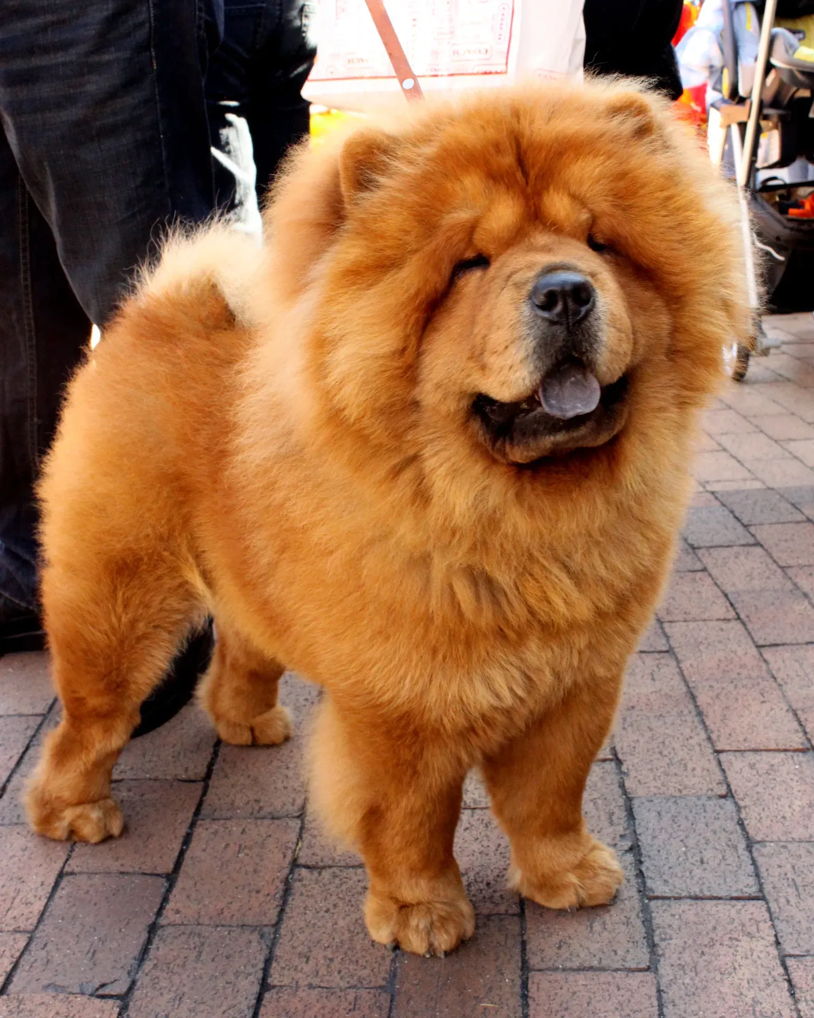 Chow Chow (Flickr: Chow Chow, CC BY 2.0)