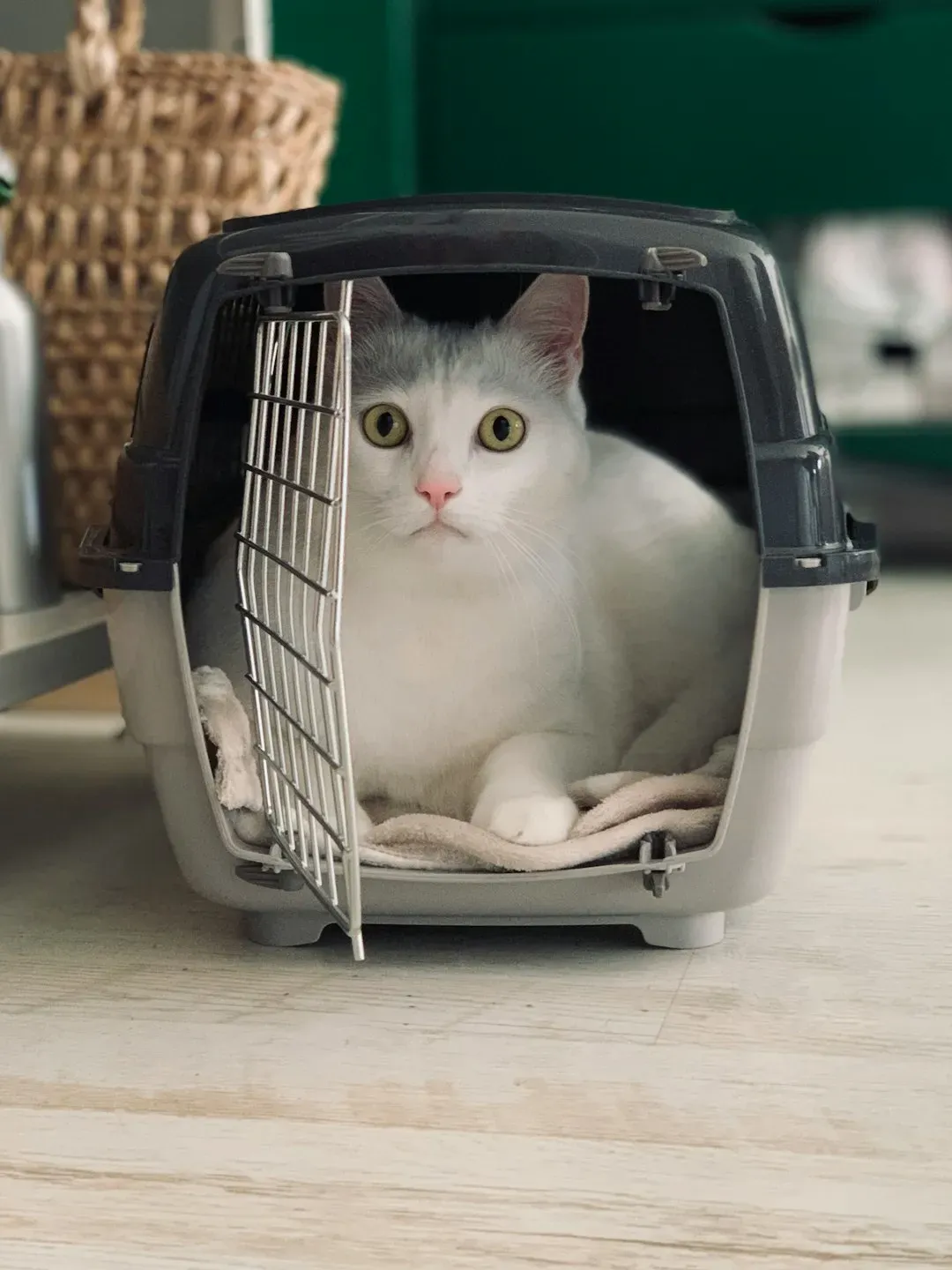 Plan the Route Around Your Cat, Not Just the Clock (Image Credits: Unsplash)