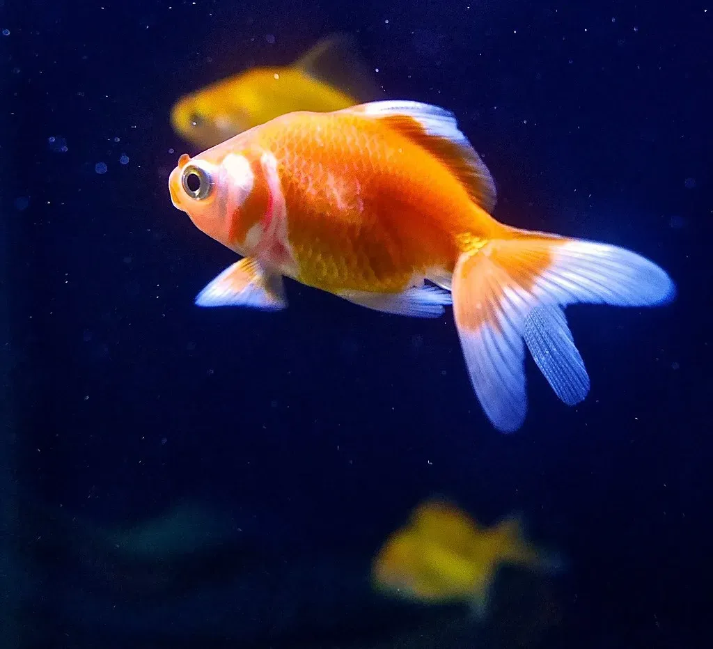 8. Goldfish Have a Three-Second Memory (martinhoward, Flickr, CC BY 2.0)