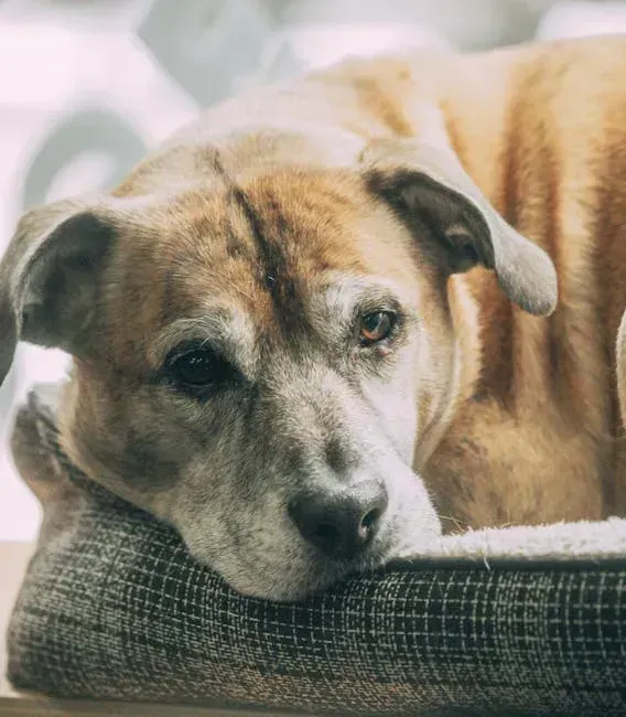 8. Home Euthanasia Is a Real and Often Gentler Option (Image Credits: Pexels)